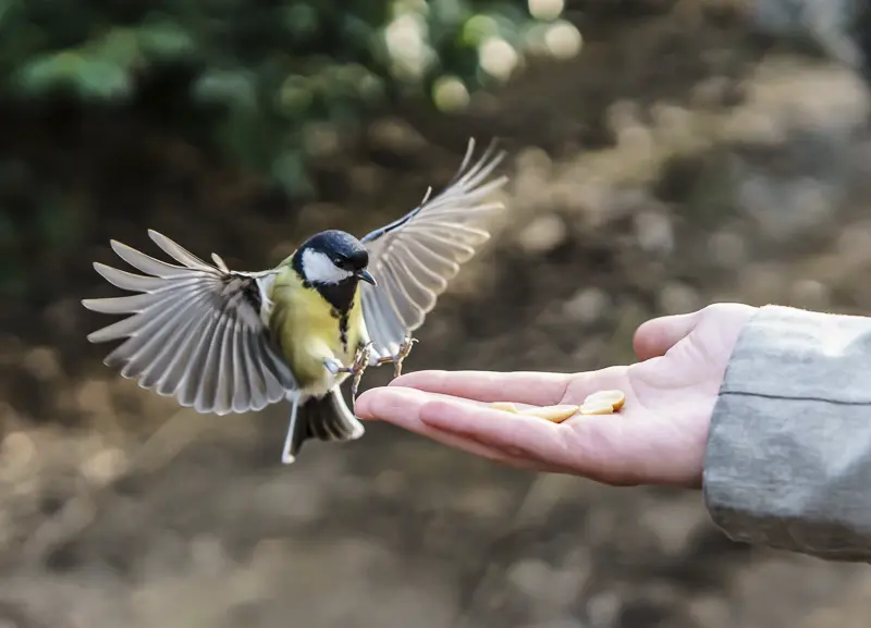 A picture of a great tit landing on a human hand to eat peanuts